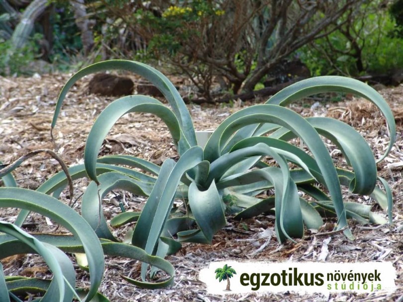Polip agave, Agave vilmoriniana, évelő, fásszárú